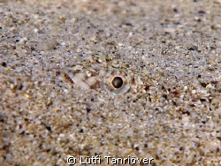 A Lizard fish hiding itself.... by Lütfi Tanrıöver 